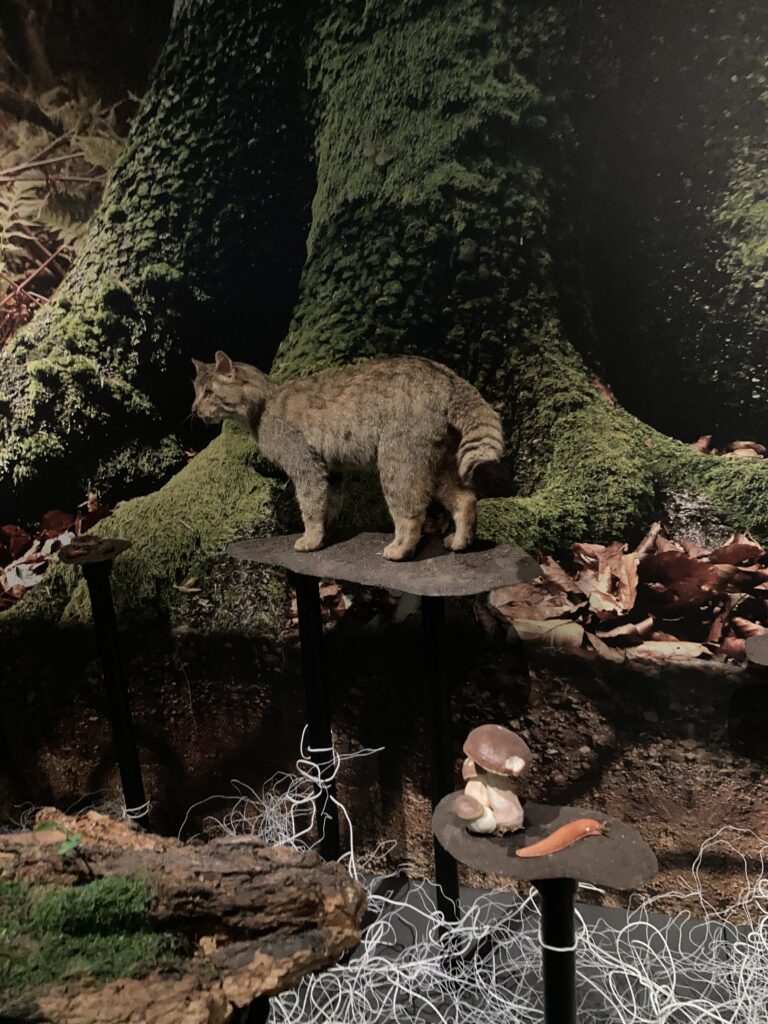 Hunsrückhaus Ausstellung